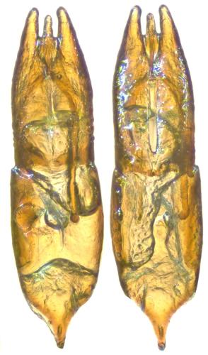 Helophorus discrepans